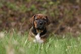 TOSA INU 401